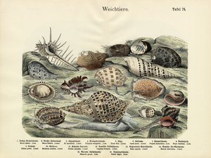 軟体動物、1860年頃 作： German School